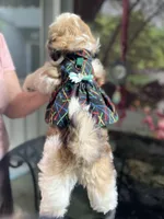 Sweet little lady, a female Shih Tzu for sale in Placerville, CA – Photo 6 of 7