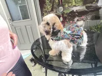 Sweet little lady, a female Shih Tzu for sale in Placerville, CA – Photo 7 of 7