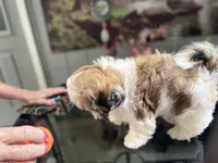Sweet little lady, a female Shih Tzu for sale in Placerville, CA – Photo 5 of 7