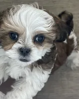 Cracker (fire), a male Maltese and Shih Tzu for sale in Peoria, AZ – 7 of 8