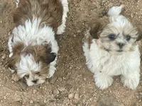 Sparkles , a female Maltese and Shih Tzu for sale in Peoria, AZ – 7 of 8