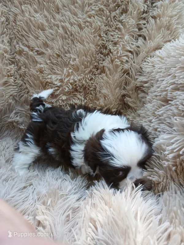 Coconut : female ready 4th of July – Shih Tzu puppy for sale in Placerville, CA