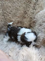 Coconut : female ready 4th of July, a female Shih Tzu for sale in San Francisco, CA – 1 of 7