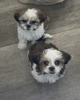 Cracker (fire), a male Maltese and Shih Tzu for sale in Ash Fork, AZ – 3 of 3