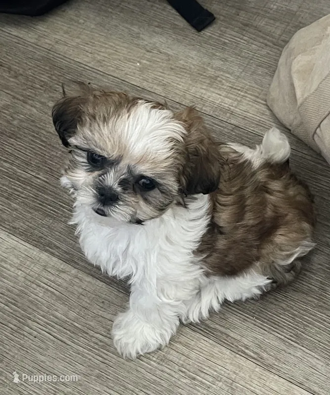 Sparkles  – Maltese, Shih Tzu puppy for sale in Ash Fork, AZ
