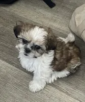 Sparkles , a female Maltese and Shih Tzu for sale in Ash Fork, AZ – 1 of 5