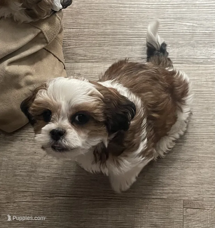 Cracker (fire) – Maltese, Shih Tzu puppy for sale in Ash Fork, AZ