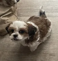 Cracker (fire), a male Maltese and Shih Tzu for sale in Ash Fork, AZ – 1 of 3