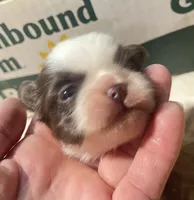 Coconut : female ready 4th of July, a female Shih Tzu for sale in Placerville, CA – 3 of 5