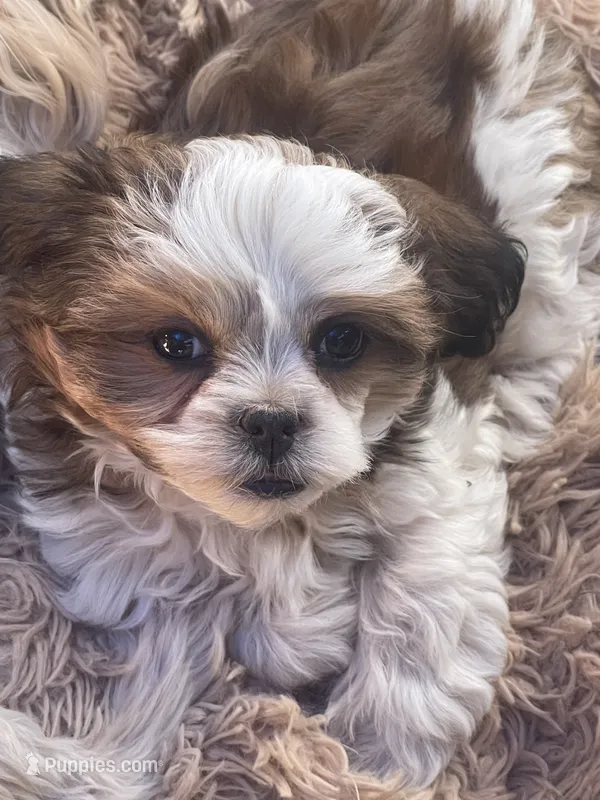 Cracker (fire) – Maltese, Shih Tzu puppy for sale in Ash Fork, AZ