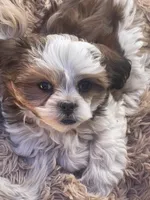 Cracker (fire), a male Maltese and Shih Tzu for sale in Peoria, AZ – 2 of 8