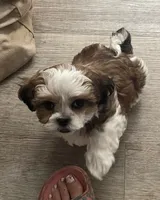 Cracker (fire), a male Maltese and Shih Tzu for sale in Ash Fork, AZ – 2 of 3