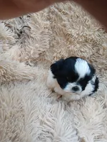 Sparkles female ready on 4 July, a female Maltese and Shih Tzu for sale in Placerville, CA – 7 of 7