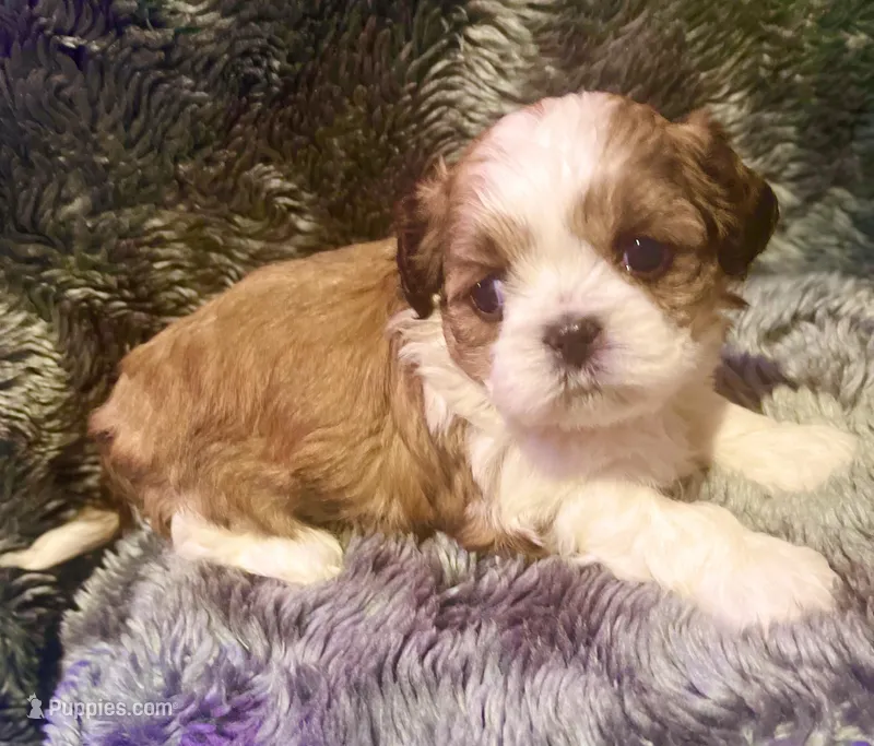 Kissy Boy, a male Maltese and Shih Tzu for sale in Placerville, CA – Photo 1 of 4
