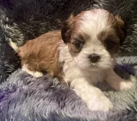 Kissy Boy, a male Maltese and Shih Tzu for sale in Placerville, CA – Photo 3 of 4