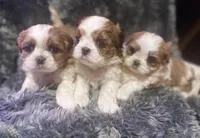 Kissy Boy, a male Maltese and Shih Tzu for sale in Placerville, CA – Photo 4 of 4