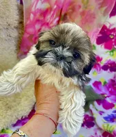 Sweet Baby, a female Shih Tzu for sale in Placerville, CA – Photo 1 of 5