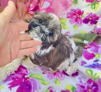 Sweet Baby, a female Shih Tzu for sale in Placerville, CA – Photo 2 of 5