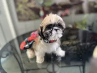 Sweet Baby, a female Shih Tzu for sale in Placerville, CA – Photo 4 of 5
