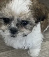 Sparkles , a female Maltese and Shih Tzu for sale in Ash Fork, AZ – 4 of 5