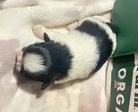 Sweetie pie female ready on 4 July, a female Maltese and Shih Tzu for sale in Placerville, CA – 5 of 5