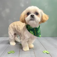 Blue Eyes , a male Maltese and Shih Tzu for sale in Placerville, CA – Photo 2 of 4