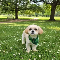 Blue Eyes , a male Maltese and Shih Tzu for sale in Placerville, CA – Photo 1 of 4