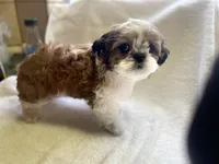 Puppy and Red, a male Shih Tzu for sale in Placerville, CA – Photo 3 of 5