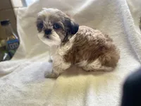 Puppy and Red, a male Shih Tzu for sale in Placerville, CA – Photo 2 of 5