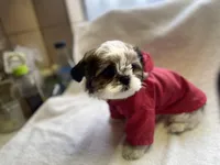 Puppy and Red, a male Shih Tzu for sale in Placerville, CA – Photo 1 of 5