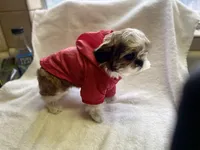 Puppy and Red, a male Shih Tzu for sale in Placerville, CA – Photo 5 of 5