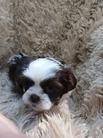 Coconut : female ready 4th of July, a female Shih Tzu for sale in San Francisco, CA – 2 of 7
