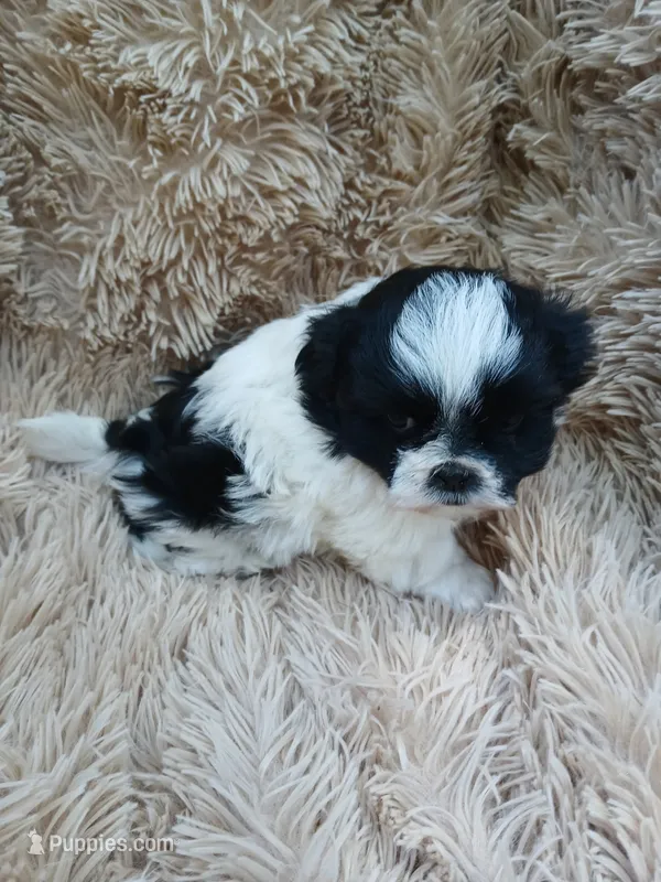 Sparkles female ready on 4 July – Maltese, Shih Tzu puppy for sale in Placerville, CA