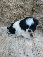 Sparkles female ready on 4 July, a female Maltese and Shih Tzu for sale in Placerville, CA – 1 of 7