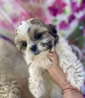 Sweet puppy, a female Shih Tzu for sale in Placerville, CA – Photo 7 of 9
