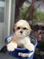 Sweet puppy, a female Shih Tzu for sale in Placerville, CA – Photo 4 of 9