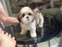 Sweet puppy, a female Shih Tzu for sale in Placerville, CA – Photo 1 of 9