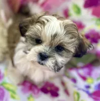 Sweet puppy, a female Shih Tzu for sale in Placerville, CA – Photo 2 of 9