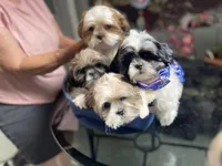 Sweet puppy, a female Shih Tzu for sale in Placerville, CA – Photo 9 of 9