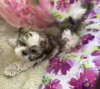 Sweet puppy, a female Shih Tzu for sale in Placerville, CA – Photo 5 of 9