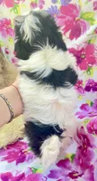 Sweet Darlin, a female Maltese and Shih Tzu for sale in Placerville, CA – Photo 5 of 6