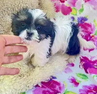 Sweet Darlin, a female Maltese and Shih Tzu for sale in Placerville, CA – Photo 2 of 6