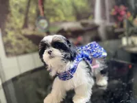 Sweet Darlin, a female Maltese and Shih Tzu for sale in Placerville, CA – Photo 6 of 6