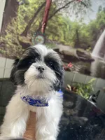 Sweet Darlin, a female Maltese and Shih Tzu for sale in Placerville, CA – Photo 1 of 6