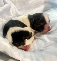 Sweetie pie female ready on 4 July, a female Maltese and Shih Tzu for sale in Placerville, CA – 3 of 5