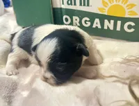 Sweetie pie female ready on 4 July, a female Maltese and Shih Tzu for sale in Placerville, CA – 1 of 5