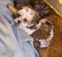 Cracker (fire), a male Maltese and Shih Tzu for sale in Peoria, AZ – 8 of 8