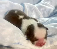 Coconut : female ready 4th of July, a female Shih Tzu for sale in Placerville, CA – 2 of 5