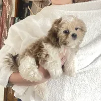 Strawberry blonde/Blue Eyes!, a male Maltese and Shih Tzu for sale in Placerville, CA – Photo 8 of 8