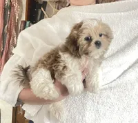 Strawberry blonde/Blue Eyes!, a male Maltese and Shih Tzu for sale in Placerville, CA – Photo 8 of 8